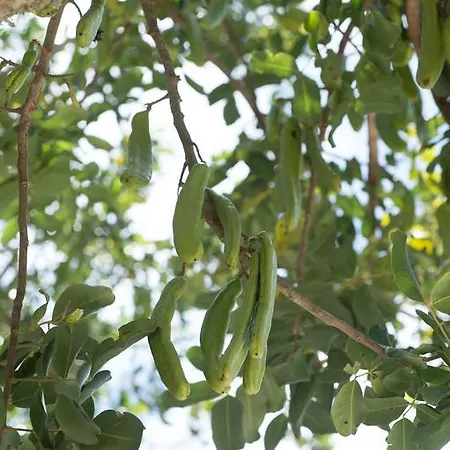 Lu Panaru Séjour à la ferme Lecce