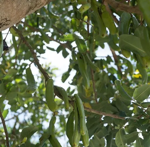 农家乐 Lu Panaru *