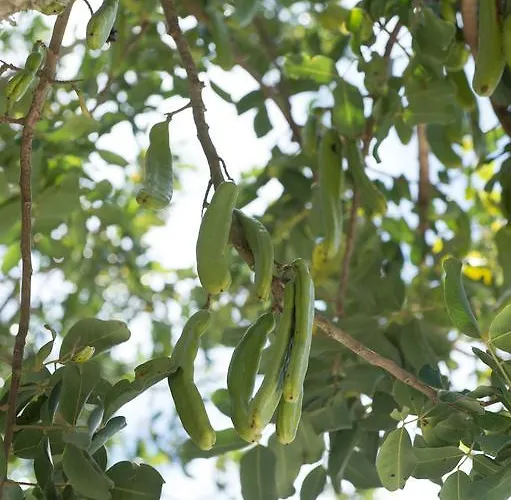 Lu Panaru 农家乐 莱切